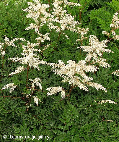 Aruncus aethusifolius